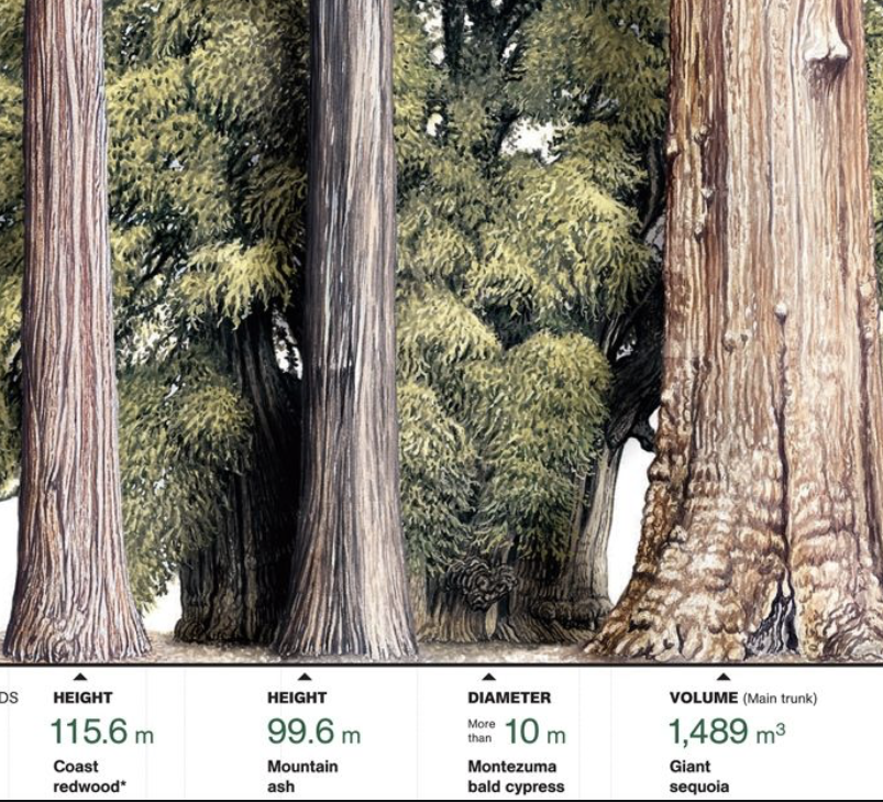 various ways to measure big trees - height, girth, volume, canopy