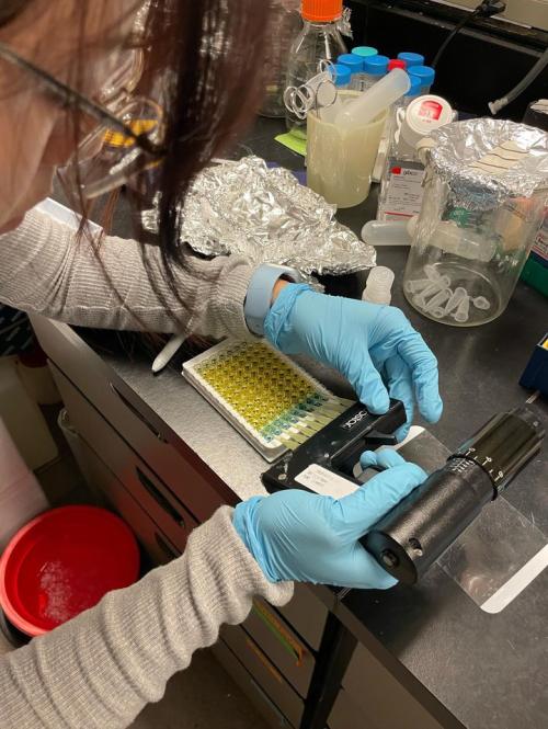 "A person wearing a gray sweater, safety glasses, and blue nitrile gloves works at a lab bench. They are using a handheld optical device to analyze a 96-well plate filled with yellow and blue liquid samples. The lab bench is cluttered with lab equipment including pipette tips, reagent bottles, aluminum foil, and a red biohazard bucket on the floor.